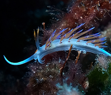 nudibranchi leuca