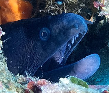 murena diving salento